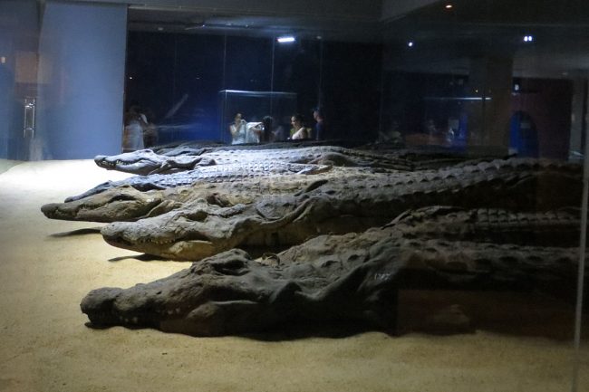 crocodile mummies