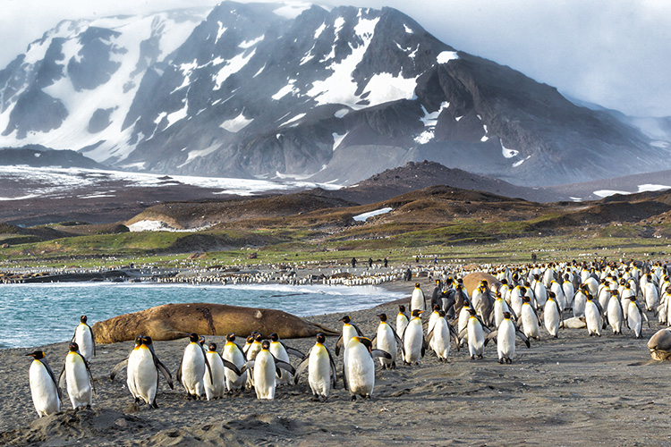 Falkland Islands - History and Facts | History Hit