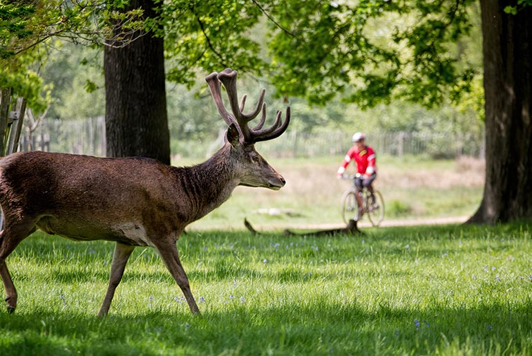 Richmond Park History and Facts History Hit