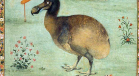 Painting by the Mughal artist Ustad Mansur from c. 1625, which may be one of the most accurate depictions of a live dodo.